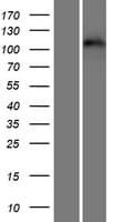 EPHA3 / EPH Receptor A3 Protein (Over-Expression Lysate Myc-DDK (Flag))