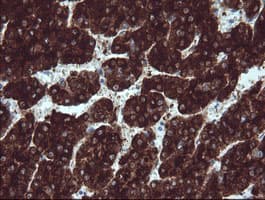BTLA / CD272 Antibody (clone OTI4D6)