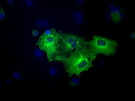 KIND2 / FERMT2 Antibody (clone OTI22E7, Carrier-free)