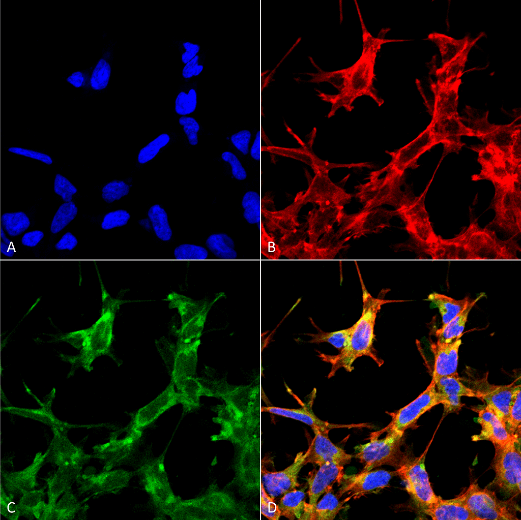 HSP70 / Heat Shock Protein 70 Antibody