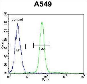ZMYND10 Antibody (aa404-429)
