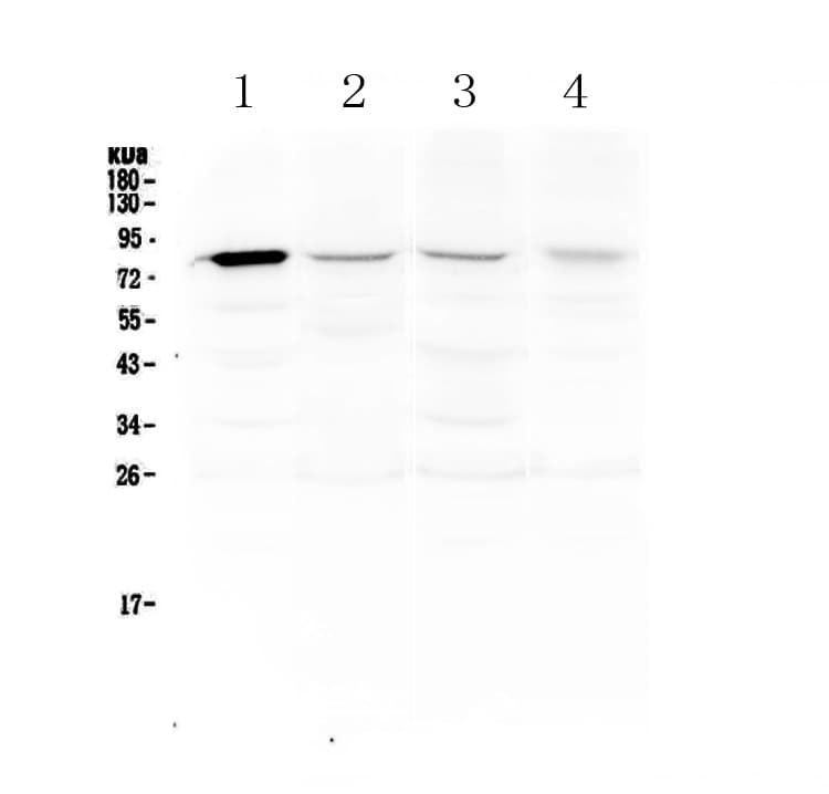 POLI Antibody
