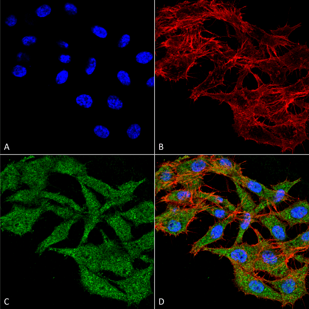 WDFY3 / ALFY Antibody