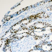H2AFZ / H2A.z Antibody (N-Terminus)
