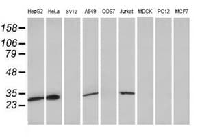MRPS34 Antibody (clone OTI4H2, Carrier-free)