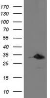 PNMT Antibody (clone OTI2E3)