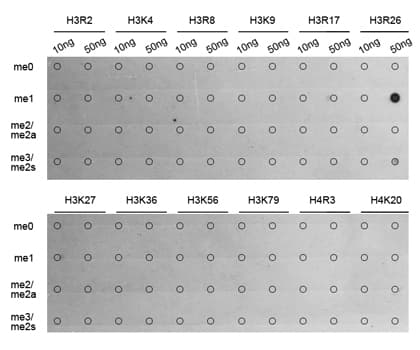 Histone H3 Antibody (Methyl-Arg26)