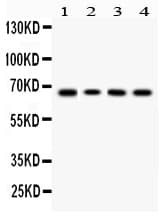 LBP Antibody