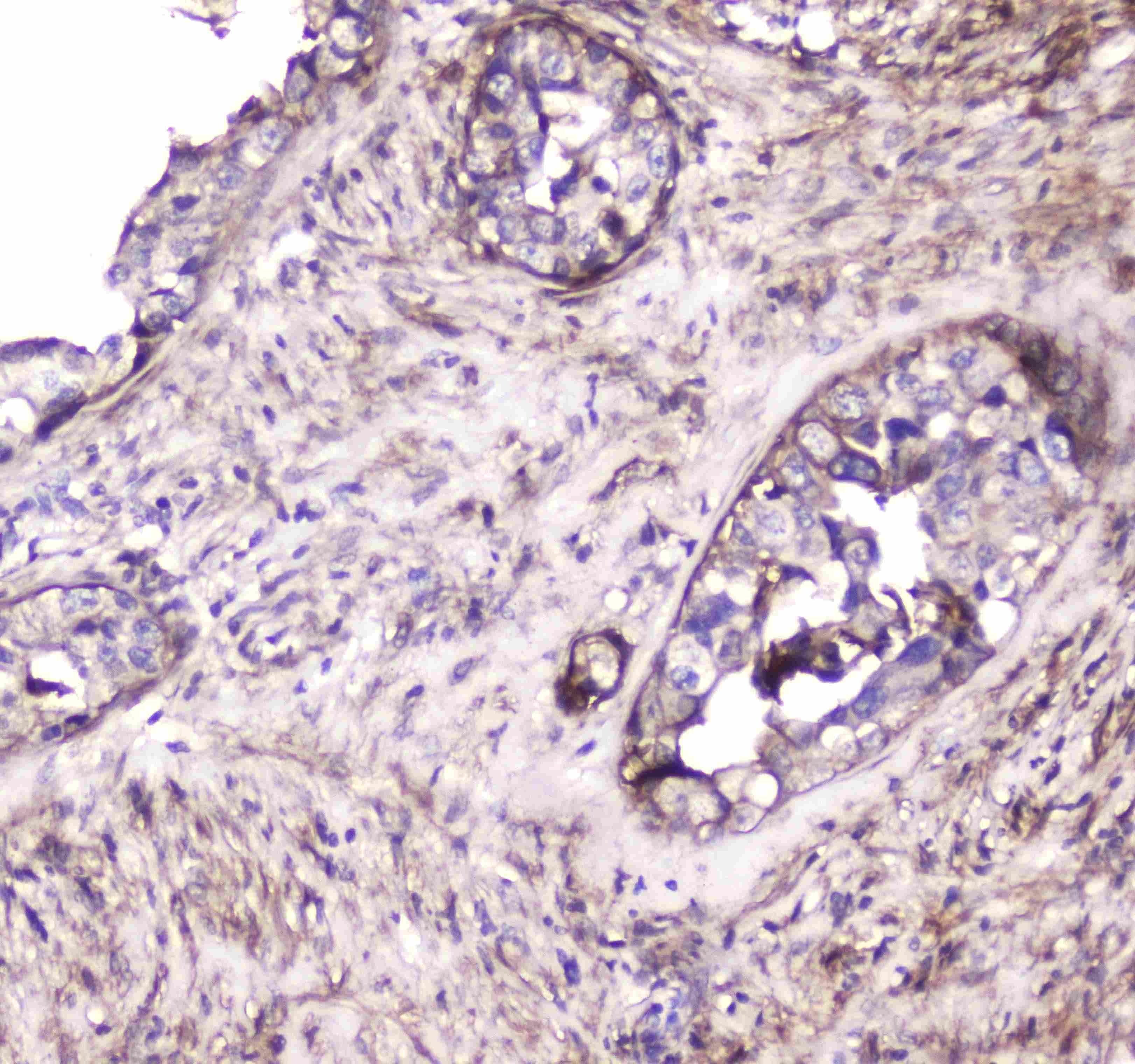 S100A10 Antibody