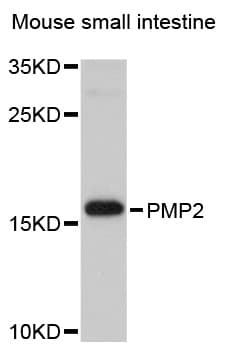 PMP2 / FABP8 Antibody