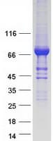 Human SEC23B Protein (Recombinant Myc-DDK (Flag))
