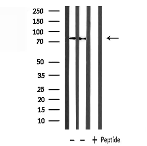 PRMT7 Antibody