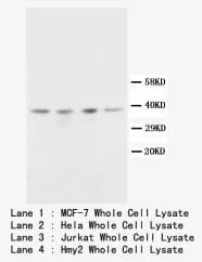 CD82 Antibody (C-Terminus)
