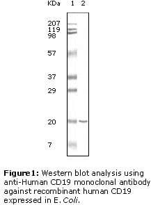 Monoclonal Mouse anti-Human CD19 Antibody (clone 2E2B6B10, IHC, WB)