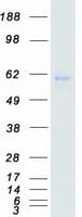 Human SRPK3 / MSSK1 Protein (Recombinant Myc-DDK (Flag))
