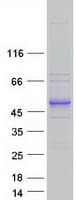 Human KIAA0930 Protein (Recombinant Myc-DDK (Flag))