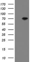 MIPEP Antibody (aa174-516, clone OTI3F8, Carrier-free)