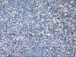 STAT4 Antibody (clone OTI1B1)