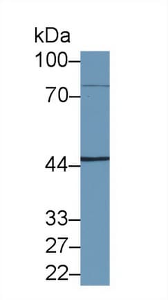 NKRF / NRF Antibody (aa1-296, PE)