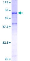 Human PSAP / Prosaposin Protein (Recombinant GST)