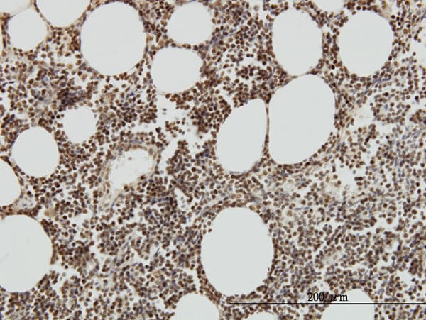 Monoclonal Mouse anti-Human TAF7 Antibody (clone 2C5, IHC, IF, WB)