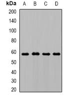 IHC-plus™ AMY1A / Salivary Amylase Antibody