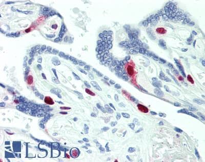 PathPlus™ Polyclonal Rabbit anti-Human MCM2 Antibody (aa1-50, IHC, WB)