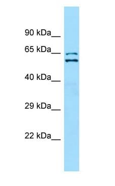 SHOC2 Antibody (aa25-74)