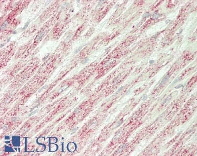 IHC-plus™ MARK2 Antibody (aa13-62)