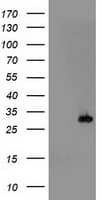PSMB4 Antibody (clone OTI6F10)