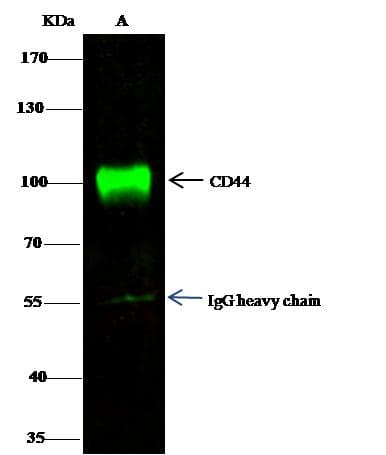 Monoclonal Mouse anti-Human CD44 Antibody (clone 3E8C3, Preservative Free, WB)