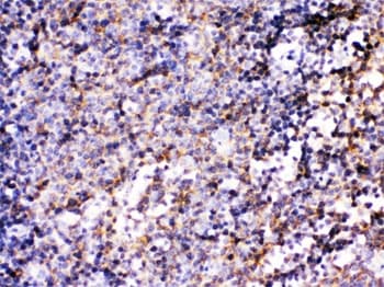 BCAR3 Antibody