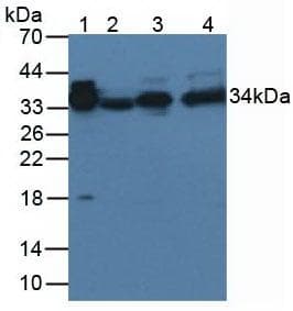 AZGP1 / ZAG Antibody (clone C9, HRP)