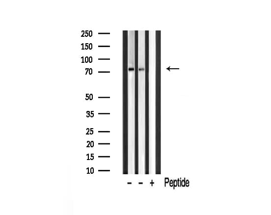 Polyclonal Rabbit anti-Human MAN1B1 Antibody (IF, WB)