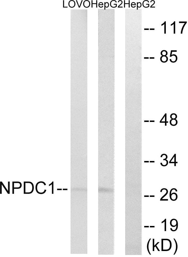 NPDC1 Antibody