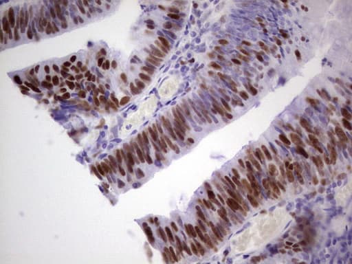 Monoclonal Mouse anti-Human MCM2 Antibody (clone OTI3C12, IHC, WB)