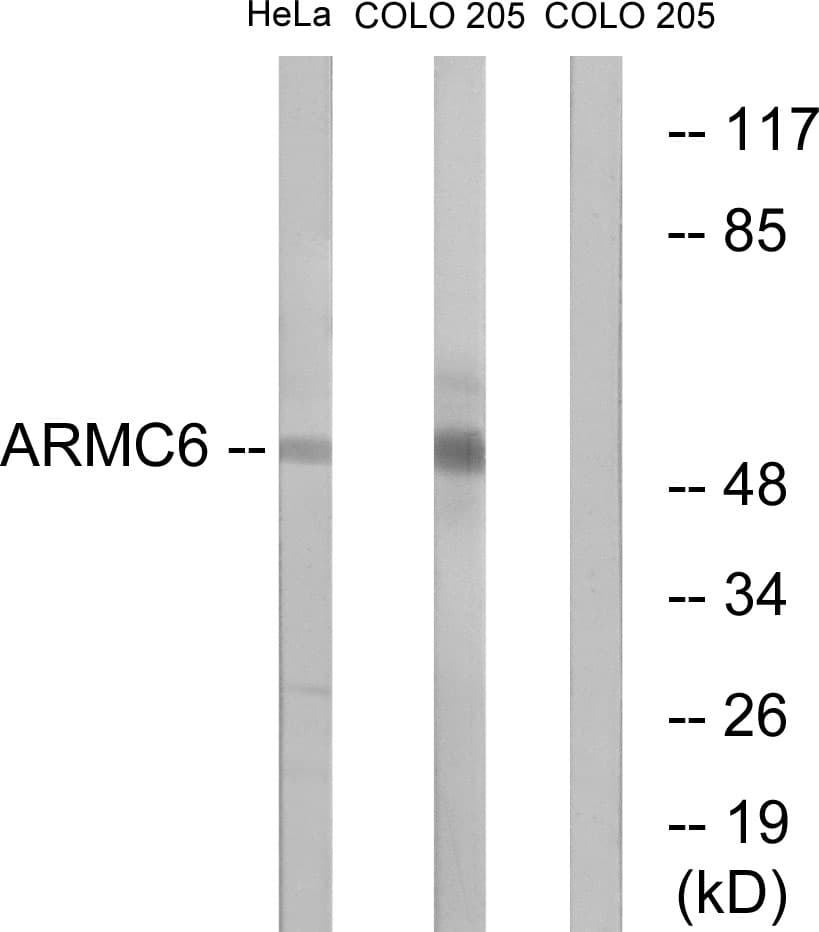 ARMC6 Antibody (aa431-480)
