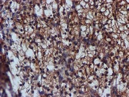 Complement C1s Antibody (clone OTI5F2)