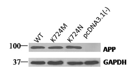 Monoclonal Mouse anti-Human GAPDH Antibody (clone OTI2D9, WB)