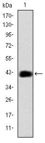 Monoclonal Mouse anti-Human C/EBP Beta / CEBPB Antibody (clone 3H9, WB)