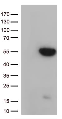 GNAL Antibody (aa1-120, clone OTI6A2)