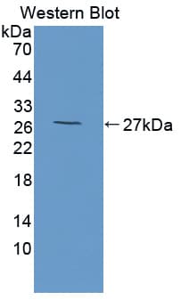 HAP1 Antibody (aa132-328)