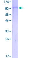 Human MYBPH Protein (Recombinant GST)