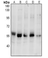 PINK1 Antibody