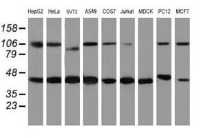WDR74 Antibody (aa114-385, clone OTI4B2)