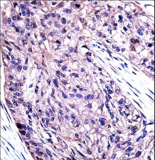 UBE1L / UBA7 Antibody (aa239-268)