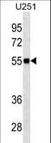 Polyclonal Rabbit anti-Human CDC42EP1 / CEP1 Antibody (aa315-343, WB)