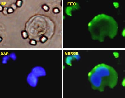 Vimentin Antibody (clone 3E9)