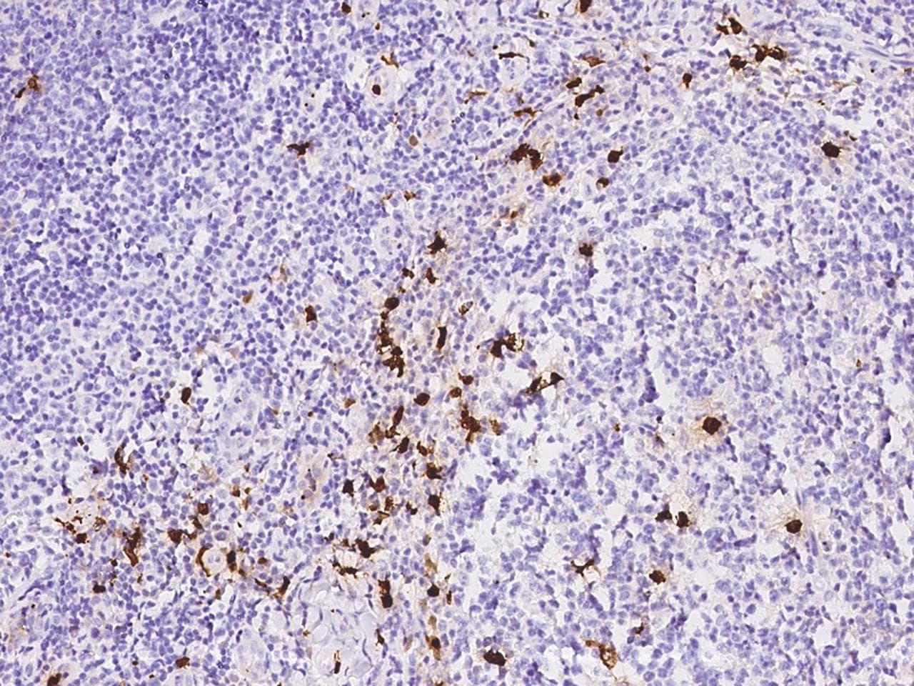 S100A8 / MRP8 Antibody (clone 236, Preservative Free)