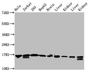 HIST1H3A Antibody